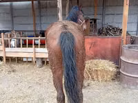 母马, Horses — 照片 3