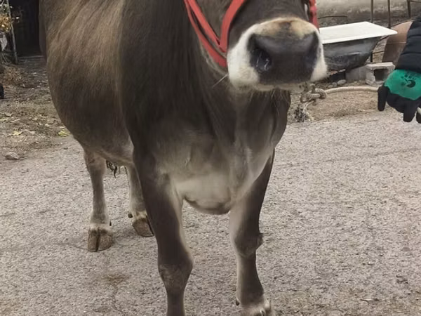 Kuh, Swiss cattle