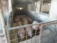Babi (lot, jantina tidak dinyatakan), Pigs — foto 5