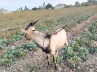 Caprone, Alpine goat — foto 2