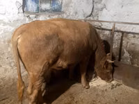 雄牛, Swiss cattle — 写真 4
