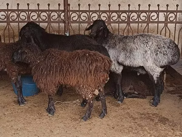 Ram, Sheep — Uzbekistan
