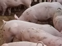 Sow, Pigs — photo 2