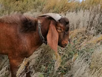ஆண் வெள்ளாடு, Nubian Goat — புகைப்படம் 7