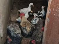 Chickens — عکس 2