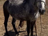 Kuda betina, Horses — foto 2