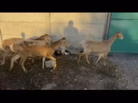 Sheep, Arashan sheep — photo 3