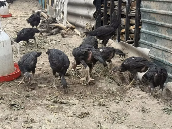 Chickens — Kirgistaan