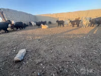 بز ماده, بز — عکس 1