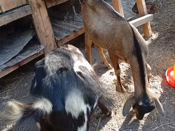 Ziegenbock, Ziegen