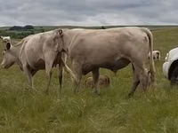 Bull, Auliekol breed — photo 5