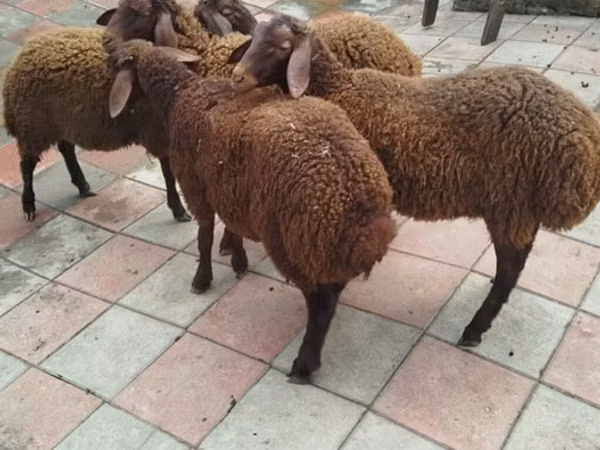 Ram, Sheep — Azerbaijan