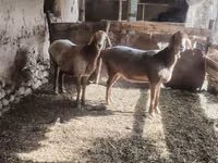 میش, گوسفند — عکس 8