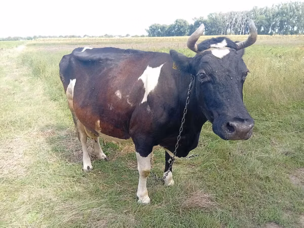 Vache, Bovins — Moldavie