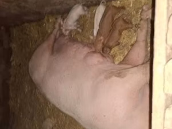 Sow, Pigs — Hungary