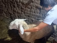 میش, گوسفند — عکس 1