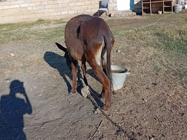 Cavalla, Cavalli — Azerbaigian