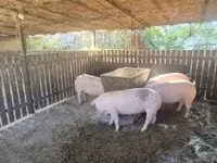 Sow, Pigs — photo 4