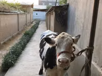 Cow, Cattle — photo 1