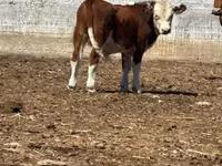 सांड, Simmental cattle — फ़ोटो 2