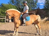 Hing, Haflinger — 7. fotó
