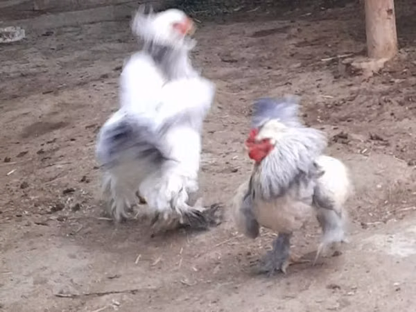 Brahma
