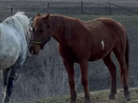 Ձի, Kazakh horse — լուսանկար 3