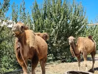 Camels (batch, sex not specified), Camels — photo 2