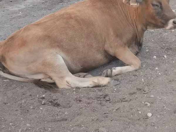 Cow, Cattle — Kyrgyzstan