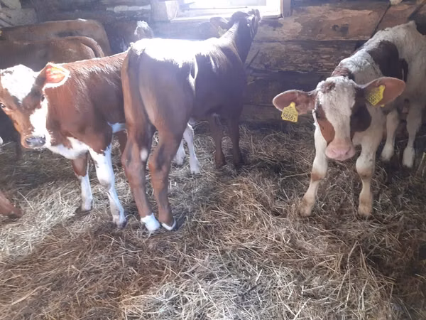 گاو نر, Simmental cattle
