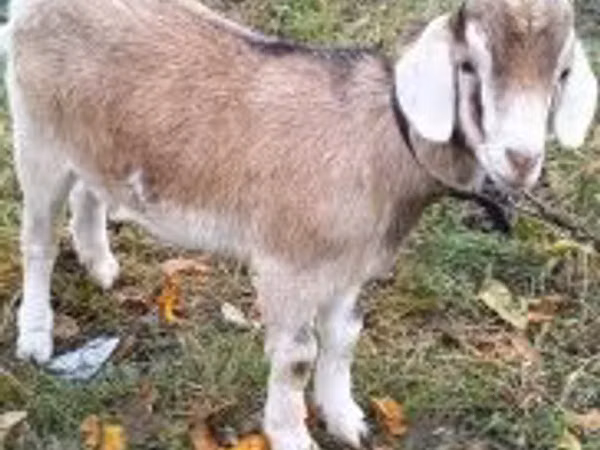 Kozel, Kozy