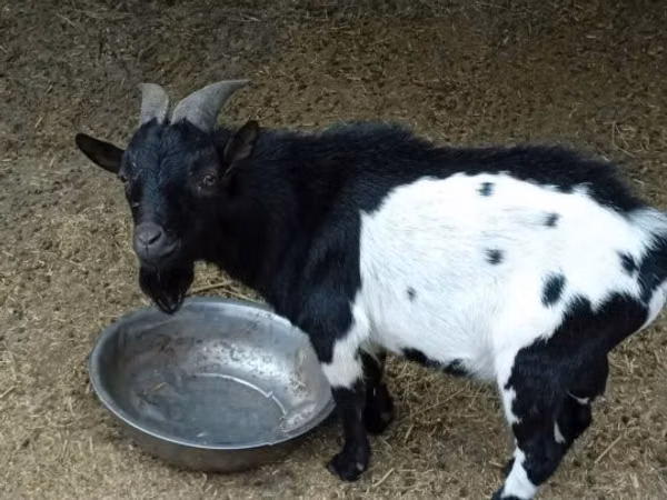 بز نر, Nigerian dwarf goats