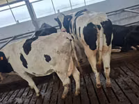 Cow, Holstein breed — photo 2