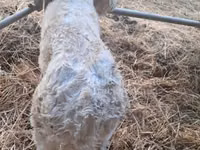 Bulle, Charolais cattle — Foto 8