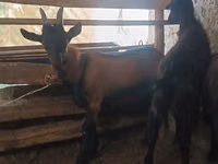 Goat, Goats — photo 1