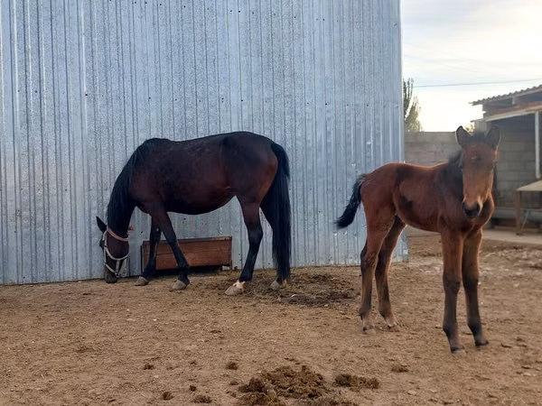 Toychoq, Arabian horse — Qirgʻiziston