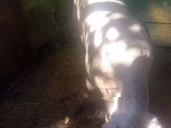 Sow, Pigs