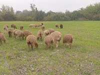 Ram, Sheep — photo 2