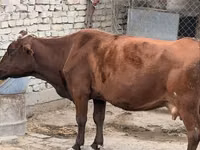 Cow, Cattle — photo 5