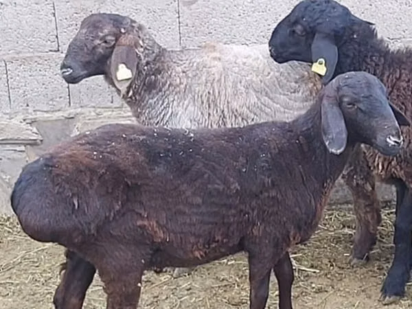 Ram, Sheep — Kazakhstan