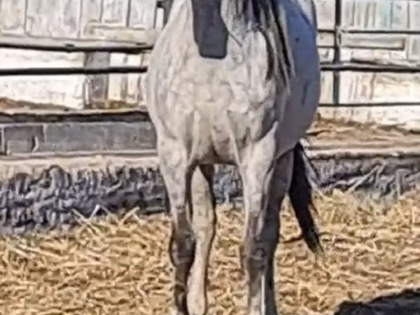 Horses (batch, sex not specified), Thoroughbred horse — Kazakhstan