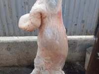 የጎትት አውራ በግ, Sheep — ፎቶ 8