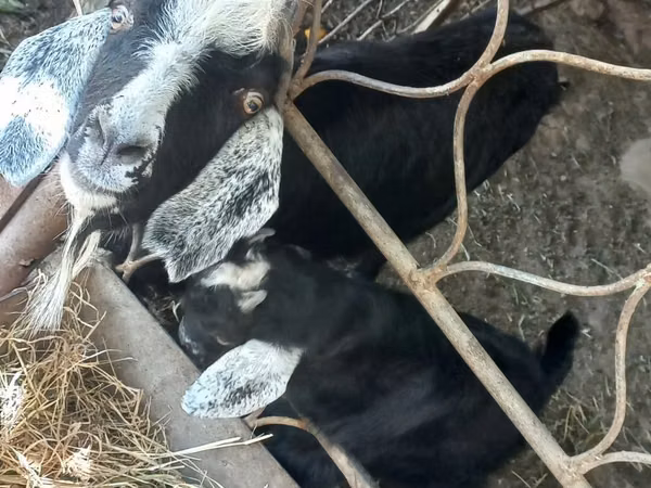 Goat, Goats — Uzbekistan