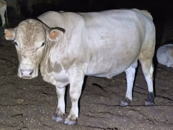 公牛, Swiss cattle — 哈萨克斯坦