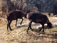 Widder, Schafe — Foto 1