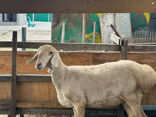 Sheep, Arashan sheep — Kyrgyzstan