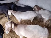 Ram, Sheep — photo 2
