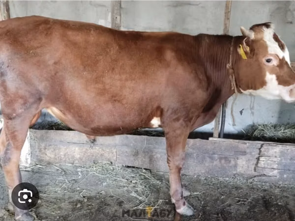 Bull, Alatau breed