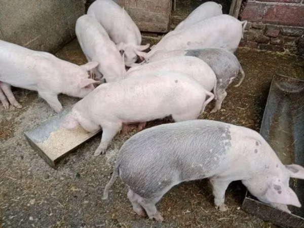 Prasata (šarže, pohlaví neuvedeno), 