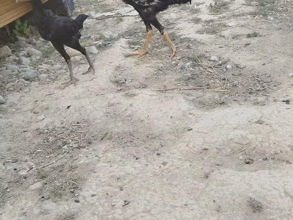 Chickens — Kyrgyzstan